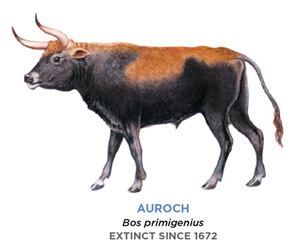 A drawing of the Auroch. It looks like a large cow with an especially long tail and a more rounded face. Its body is mostly black, with a shade of orange spread across its back and head.