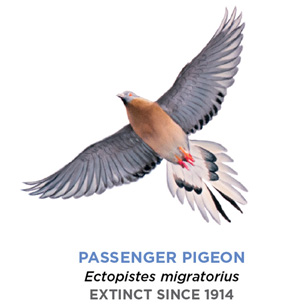 A drawing of a passenger pigeon. It looks similar to a modern pigeon, though its eyes and feet are bright red. In addition, its chest is hazel, and its feathers slightly whiter than those of a normal pigeon.
