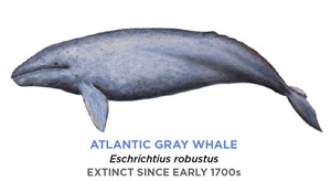 A drawing of the Atlantic gray whale. It is a poorly defined, mono-shade creature whose form resembles that of a blue whale.